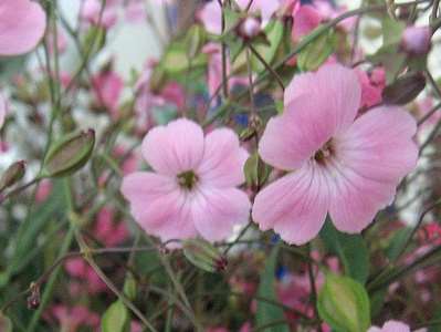 SAPONARIA VACCARIA ROSA GR.100